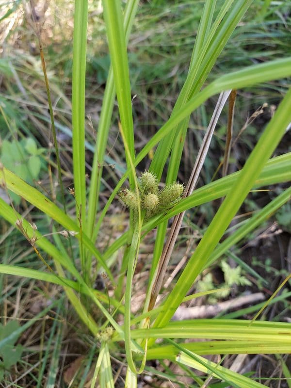 Gray's Sedge
