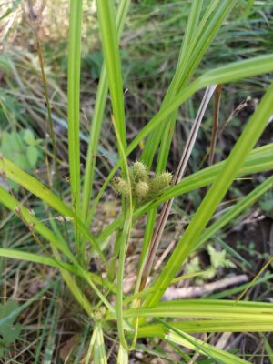 Gray's Sedge