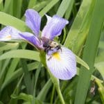 Iris Insert