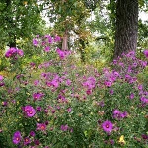 New England Aster 3