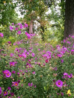 New England Aster 3
