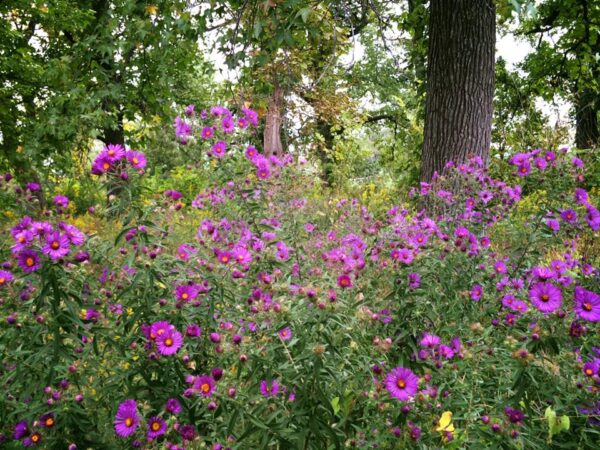 New England Aster 3