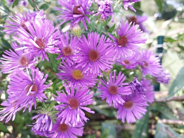 New England Aster