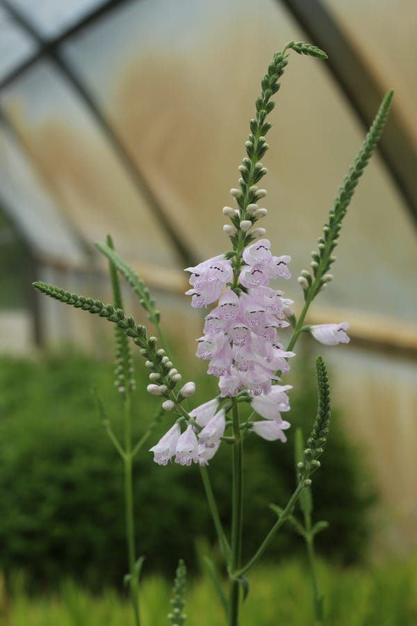 Obedient Plant blooming in greenhouse