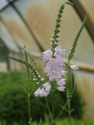Obedient Plant blooming in greenhouse
