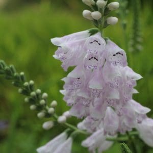 Obedient Plant Physostegia virginiana