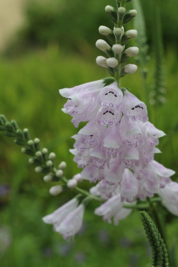 Obedient Plant Physostegia virginiana