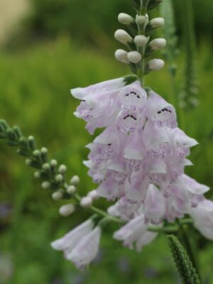 Obedient Plant Physostegia virginiana