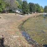 Remington Oaks BEFORE Habitat Restoration Project