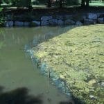 Remington Oaks Habitat Restoration