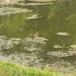Remington Oaks Habitat Restoration Project
