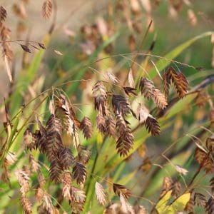 River Oats Seed Chasmanthium latifolium
