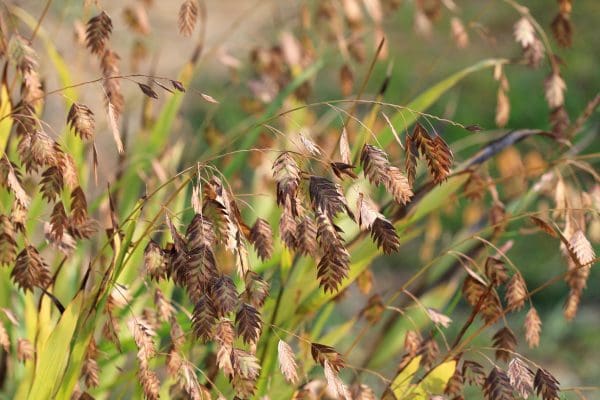 River Oats Seed Chasmanthium latifolium