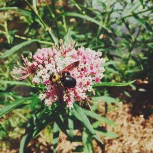 Swamp Milkweed