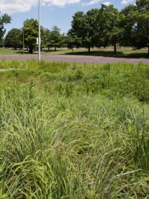 Drought-tolerant native lawn seed mix featuring Bluestem, Blue Grama, and Sideoats Grama
