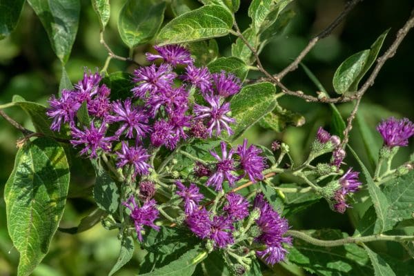Missouri Prairie Ironweed Wildflowers