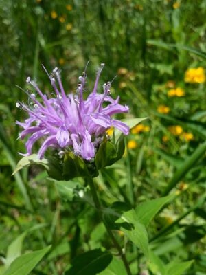 Wild Bergamot flower