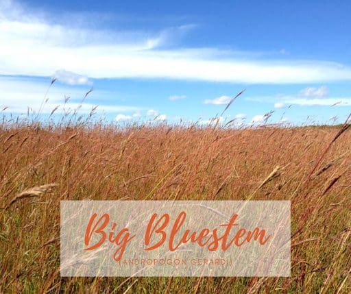 Big Bluestem Tall Prairie Grass