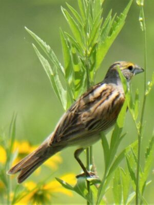 Female Dickcissel bird perched on Silphium