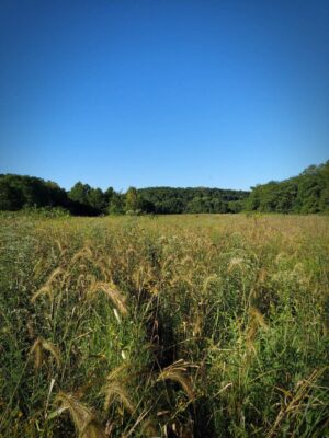 bottomland blend with grasses like Big Bluestem and Indiangrass in floodplain