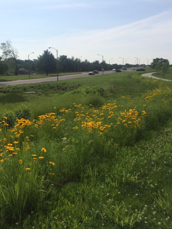 Dry detention basin planted with native grasses and yellow wildflowers along a roadside greenway designed for stormwater management and pollinator habitat.