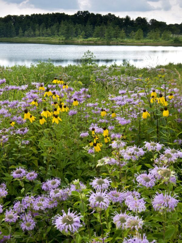 Native wetland seed mix growing along a pond shoreline with bergamot and rudbeckia and wetland vegetation supporting wildlife habitat and water quality.
