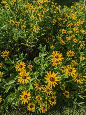 Mass planting of Black-Eyed Susan (Rudbeckia hirta) in bloom, providing bright yellow first-year color and pollinator habitat in a native wildflower planting.