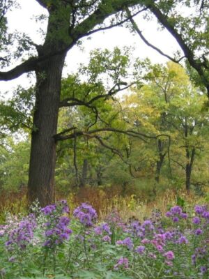 Oak Savanna seed mix with purple asters and native wildflowers growing beneath mature oak trees in a Missouri prairie-woodland transition habitat.