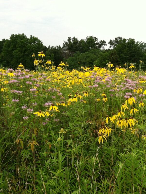 Established Pioneer Prairie Seed Mix featuring Yellow Coneflower, Wild Bergamot, and native grasses creating diverse wildlife habitat and pollinator-friendly prairie cover.
