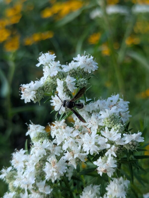 Beneficial predatory wasp visiting native Slender Mountain Mint flowers in a pollinator-friendly beneficial insect seed mix designed to support natural pest control in vegetable gardens.