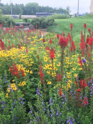 Native rain garden seed mix established in a stormwater basin with colorful wildflowers and pollinator habitat