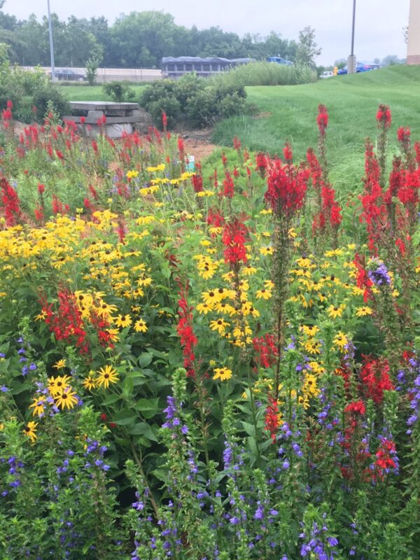 Native rain garden seed mix established in a stormwater basin with colorful wildflowers and pollinator habitat