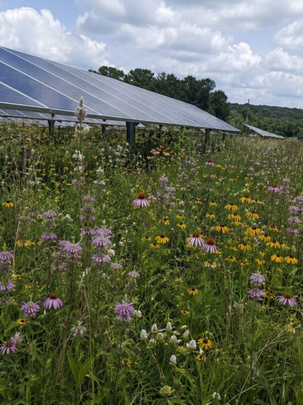 Native wildflowers and grasses growing beneath solar panels in a solar farm. Solar array pollinator habitat planting in Missouri.