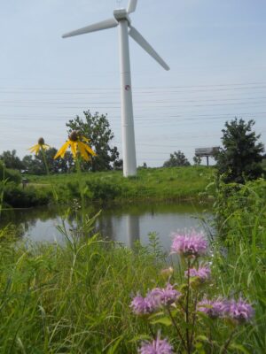 Native pollinator habitat featuring Wild Bergamot and Black-Eyed Susan surrounding a pond beneath wind energy infrastructure.