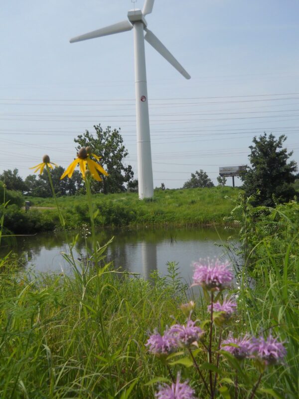 Native pollinator habitat featuring Wild Bergamot and Black-Eyed Susan surrounding a pond beneath wind energy infrastructure.
