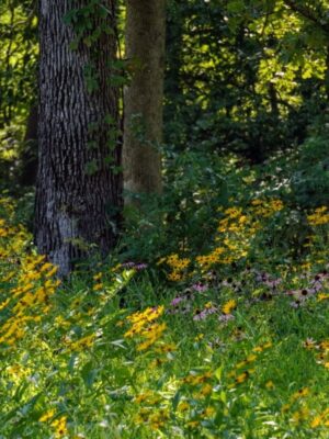 Woodland Edge native seed mix with Black-Eyed Susans, Purple Coneflowers, and native wildflowers thriving along a shaded forest edge.