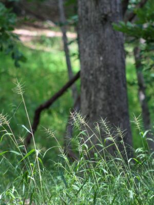 Bottlebrush grass growing at woodland edge