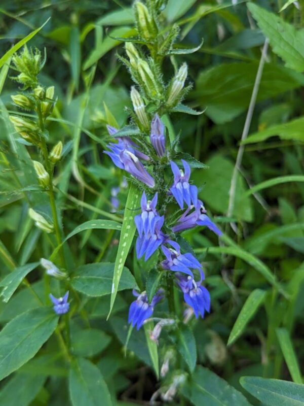 Blue Lobelia blooming in woodland