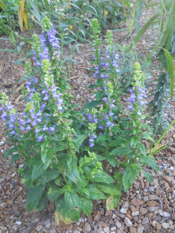 Big Blue Lobelia bush in rocky wetland