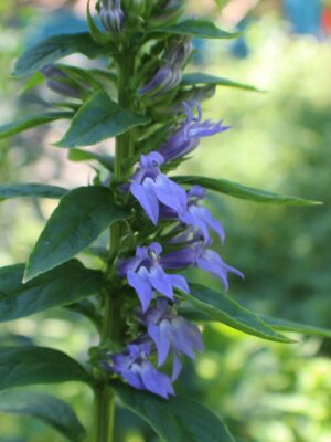 Blue Lobelia flowers blooming close up