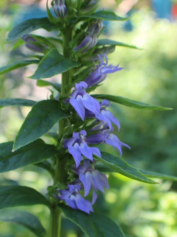 Blue Lobelia flowers blooming close up