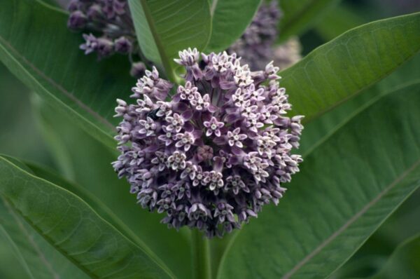 Common Milkweed Asclepias syriaca