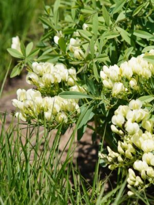 Cream Wild Indigo Bush growing in savanna