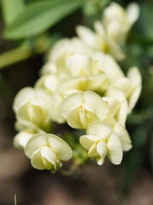 Cream Wild Indigo bloom close up