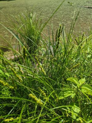 Brown Fox Sedge clump by pond edge