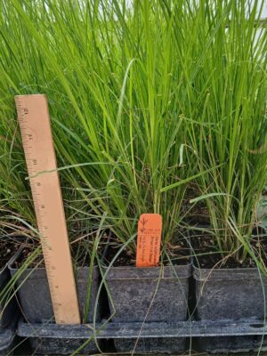 Fox sedge quart tray in greenhouse