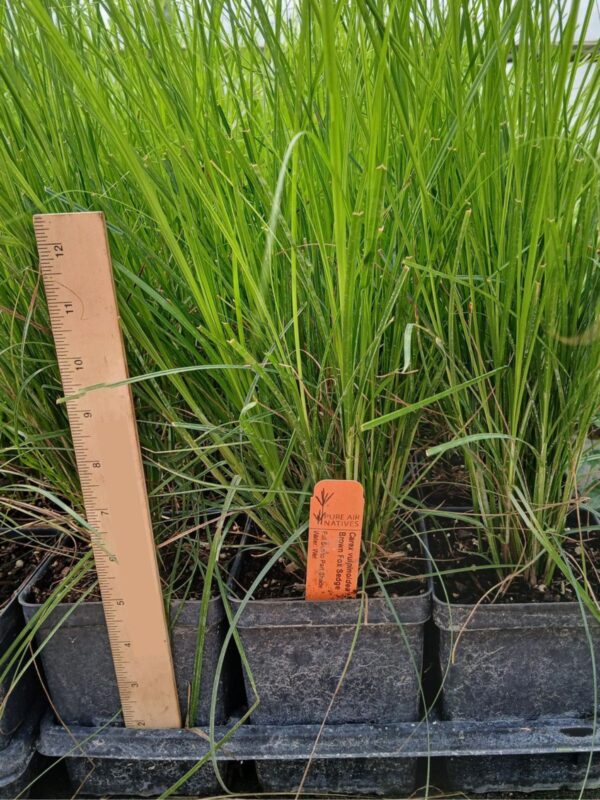 Fox sedge quart tray in greenhouse