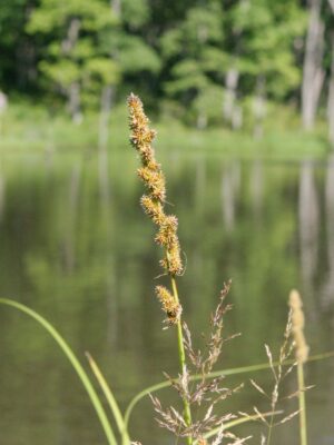 Fox Sedge brown seed head with lake in the background