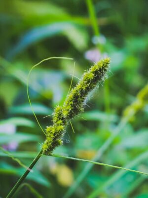 Brown Fox Sedge green seed head in summer