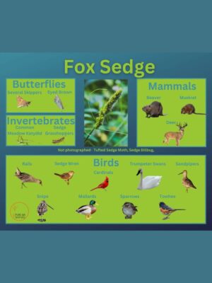 Fox Sedge and its wildlife associations including butterflies, grasshoppers, mammals, and birds.